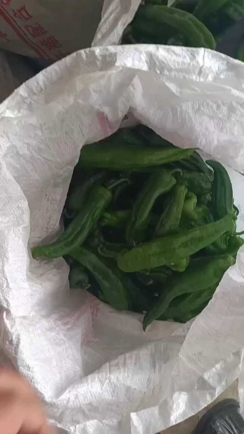 兰陵县301辣椒开始大量上市