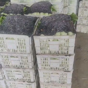 【推荐】小白菜山东精品小白菜，一手货源，产地直发