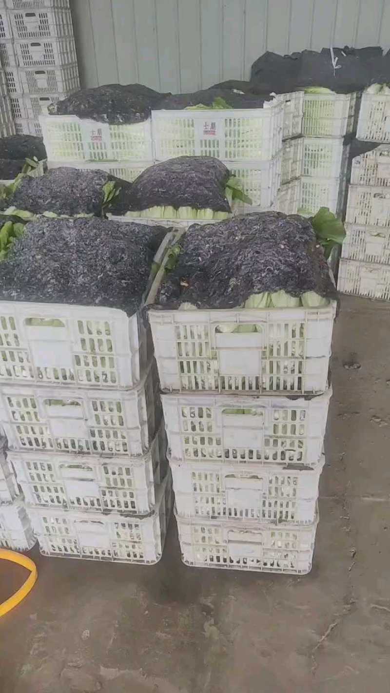 【推荐】小白菜山东精品小白菜，一手货源，产地直发