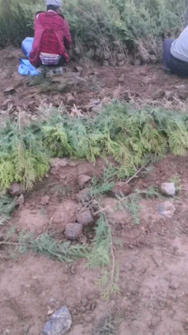 侧柏大量现货供应，可视频看货，欢迎来电洽谈合作