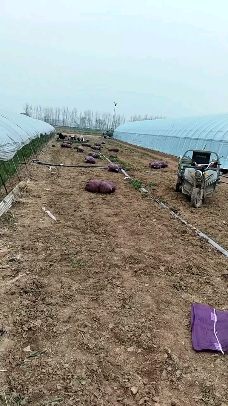 紫洋葱苗