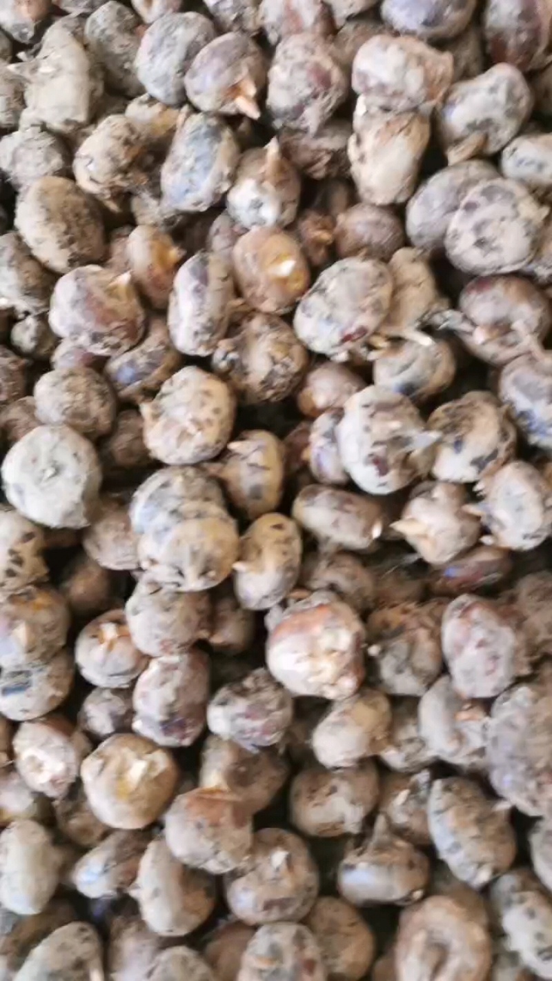 湖北沙洋马蹄