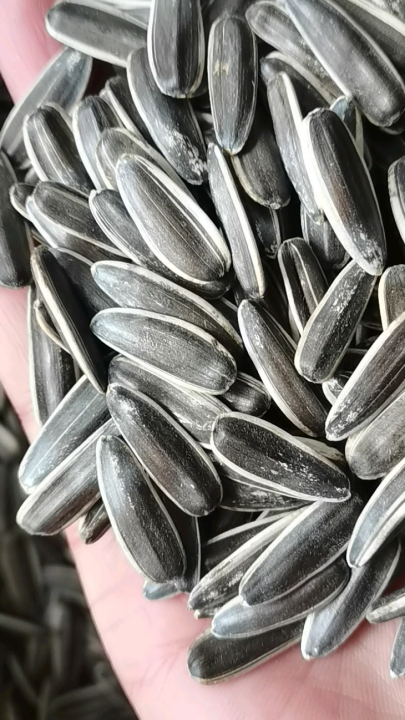 精品生瓜子，色泽漂亮，货量充足