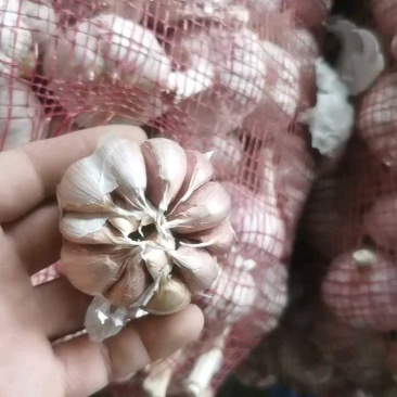 精品金乡大蒜产地直发价格美丽对接各大商超欢迎咨询