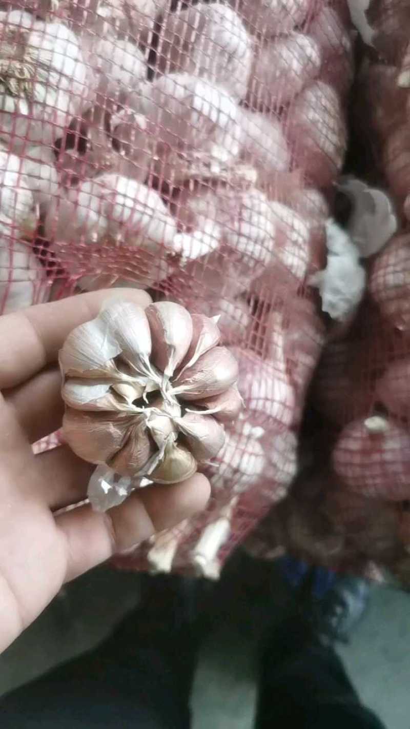 精品金乡大蒜产地直发价格美丽对接各大商超欢迎咨询