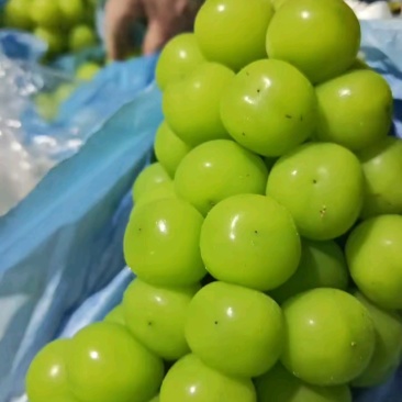 河北阳光玫瑰葡萄清甜可口价格美丽质量好走货快欢迎询价