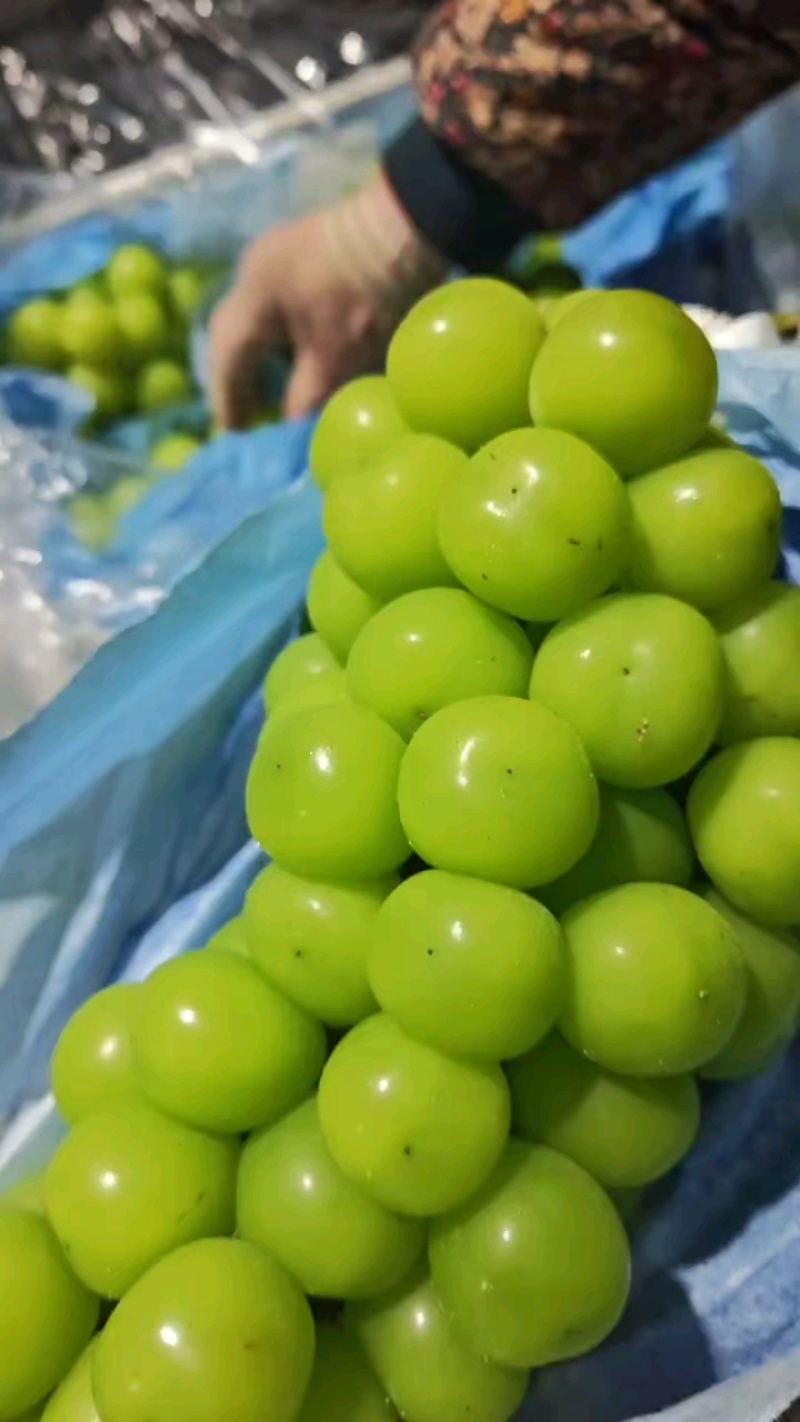 河北阳光玫瑰葡萄清甜可口价格美丽质量好走货快欢迎询价