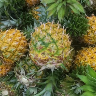 香水菠萝，色泽亮丽品质佳
