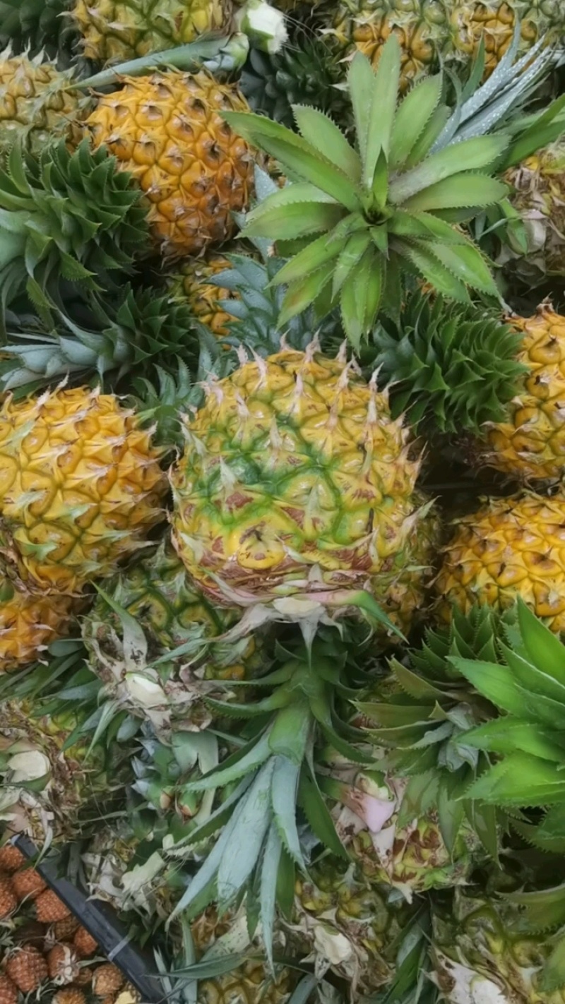 香水菠萝，色泽亮丽品质佳