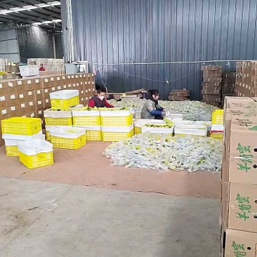 山东羊角蜜甜瓜，一件代发，对接全网电商，社区团购