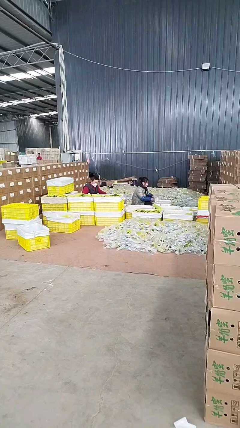 山东羊角蜜甜瓜，一件代发，对接全网电商，社区团购