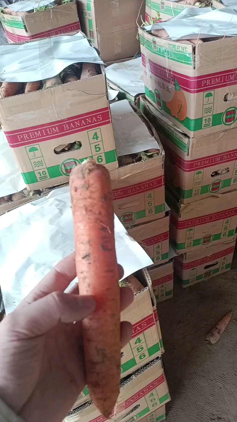 新季胡萝卜三红胡萝卜开封胡萝卜大量供应可视频看货欢
