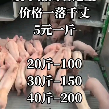 仔猪三元仔猪太湖高产母猪防疫完善包成活基地直销看货挑选
