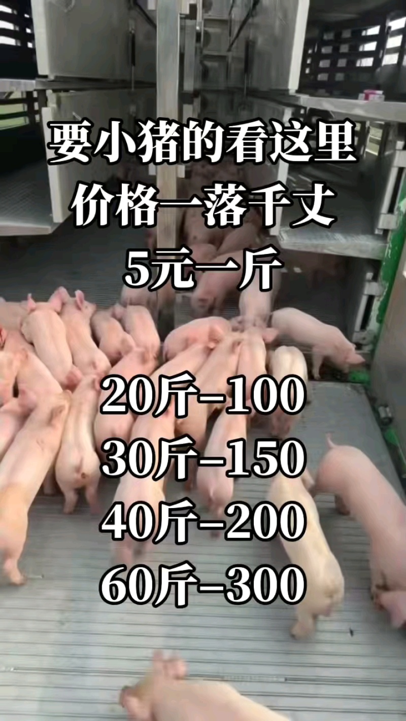 仔猪三元仔猪太湖高产母猪防疫完善包成活基地直销看货挑选