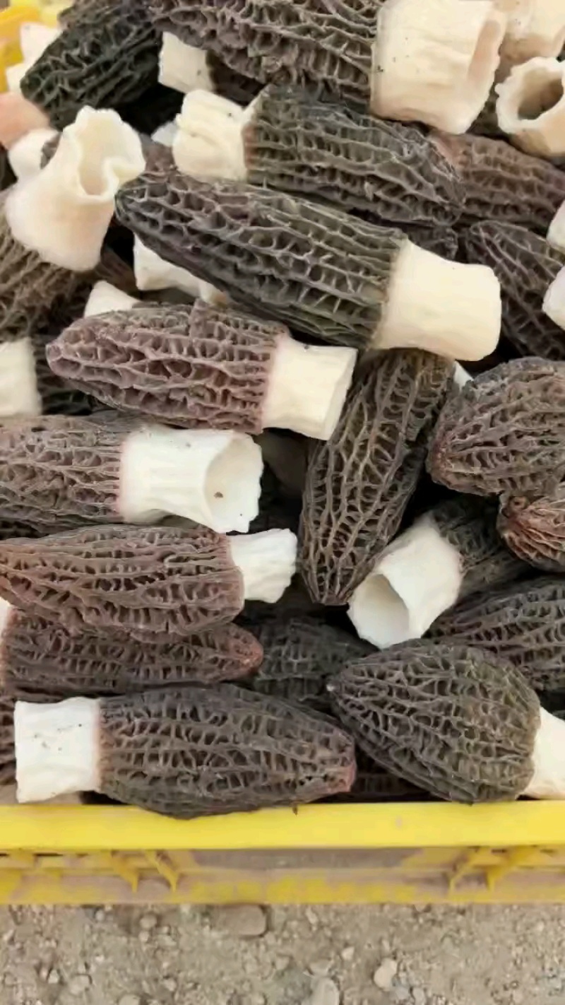 鲜羊肚菌