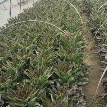 莴苣品质保证服务周到产地直发价格美丽欢迎咨询联系