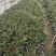 莴苣品质保证服务周到产地直发价格美丽欢迎咨询联系