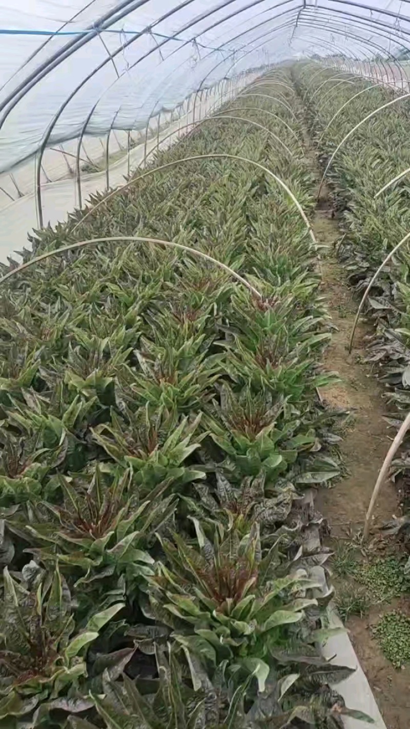莴苣品质保证服务周到产地直发价格美丽欢迎咨询联系