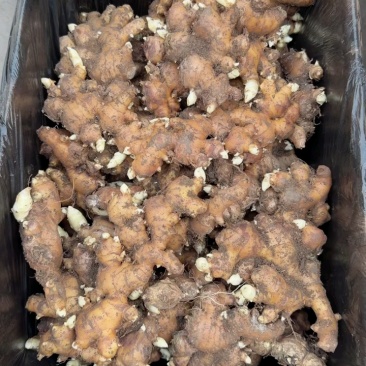 生姜脱毒姜种大黄姜姜种亩产过万抗病能力强专业技术指导