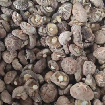 精选花菇干香菇湖北基地直供质量保证货源充足全国发货