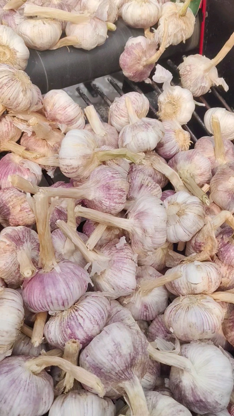 金乡大蒜干蒜现挖鲜蒜代收代存冷库出租电商市场货