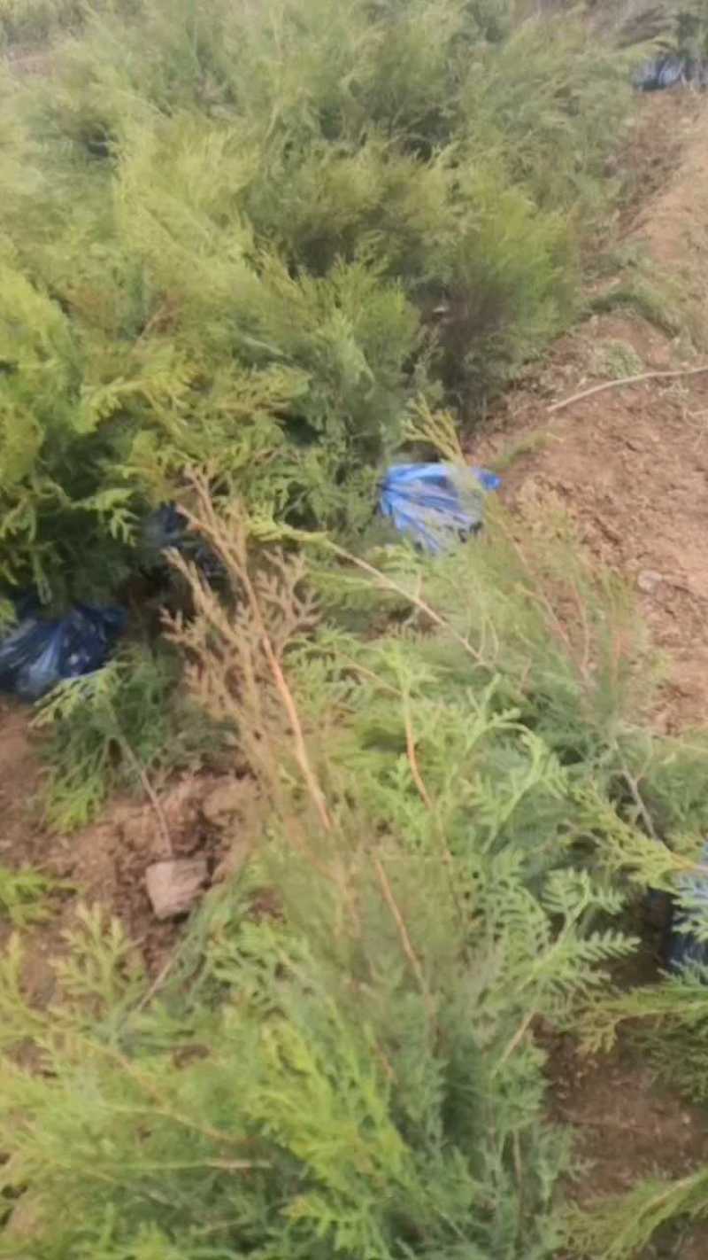 侧柏大量现货供应，可视频看货，欢迎来电洽谈合作