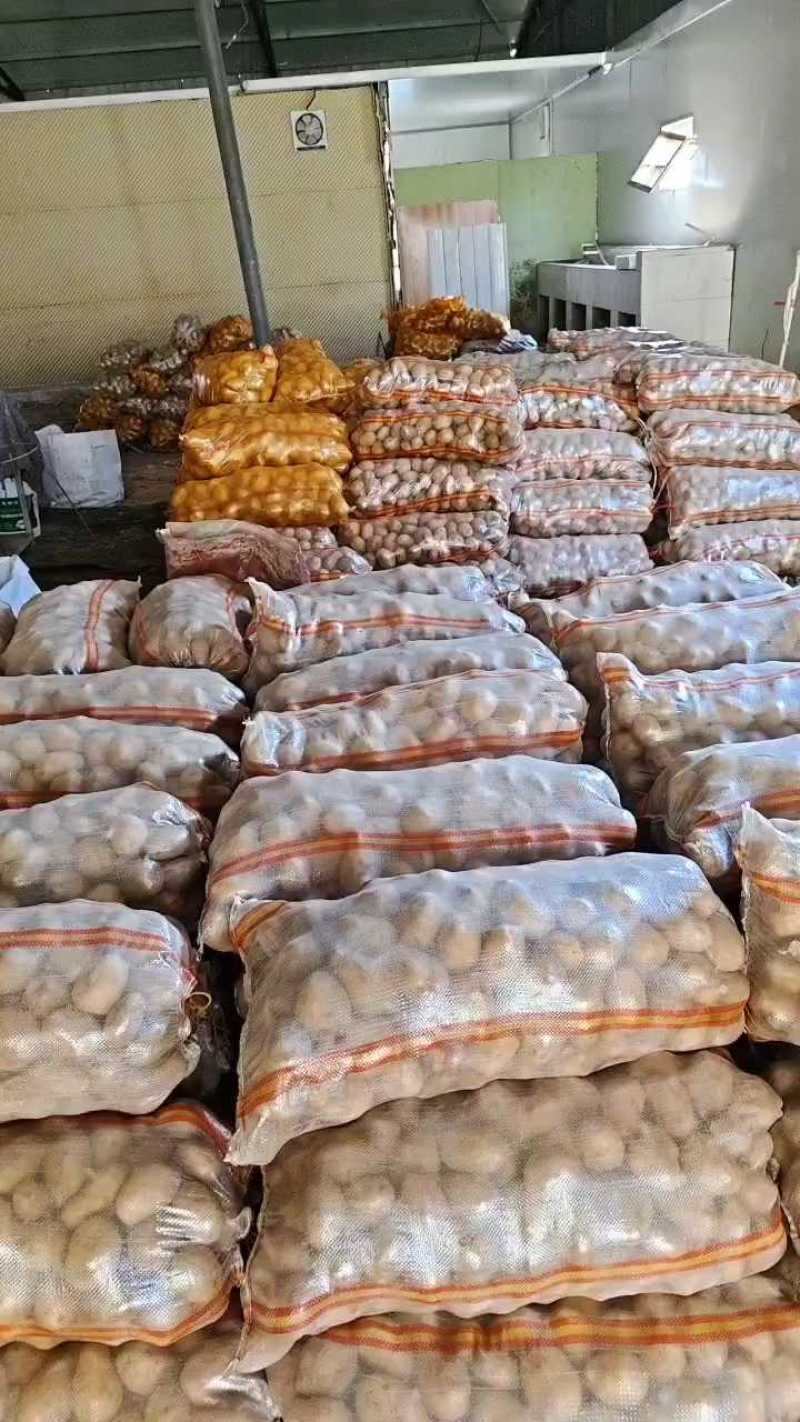 永清土豆库存处理，赶集货大量有货