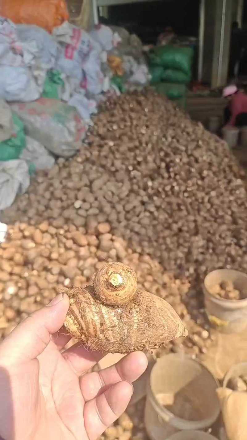 8520毛芋头山东芋头原产地长期大量供货价格实惠