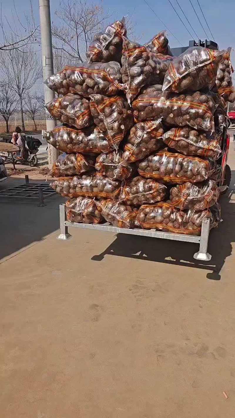 芋头8520毛芋头产地直发，货源充足，规格齐全，全国发货