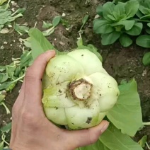 江苏南通蔬菜基地直发，移栽大颗上海青，香菇菜