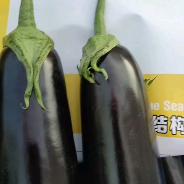 产地直销，精品茄子