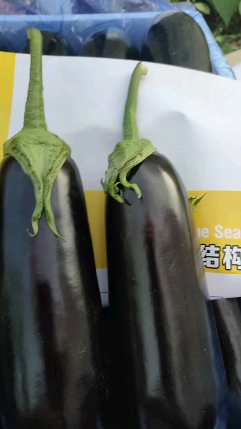 产地直销，精品茄子