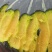 贝贝南瓜