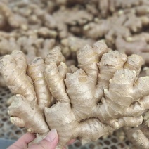 优质窖藏小黄姜/产地直发/电商平台/商超市场供应/保质量