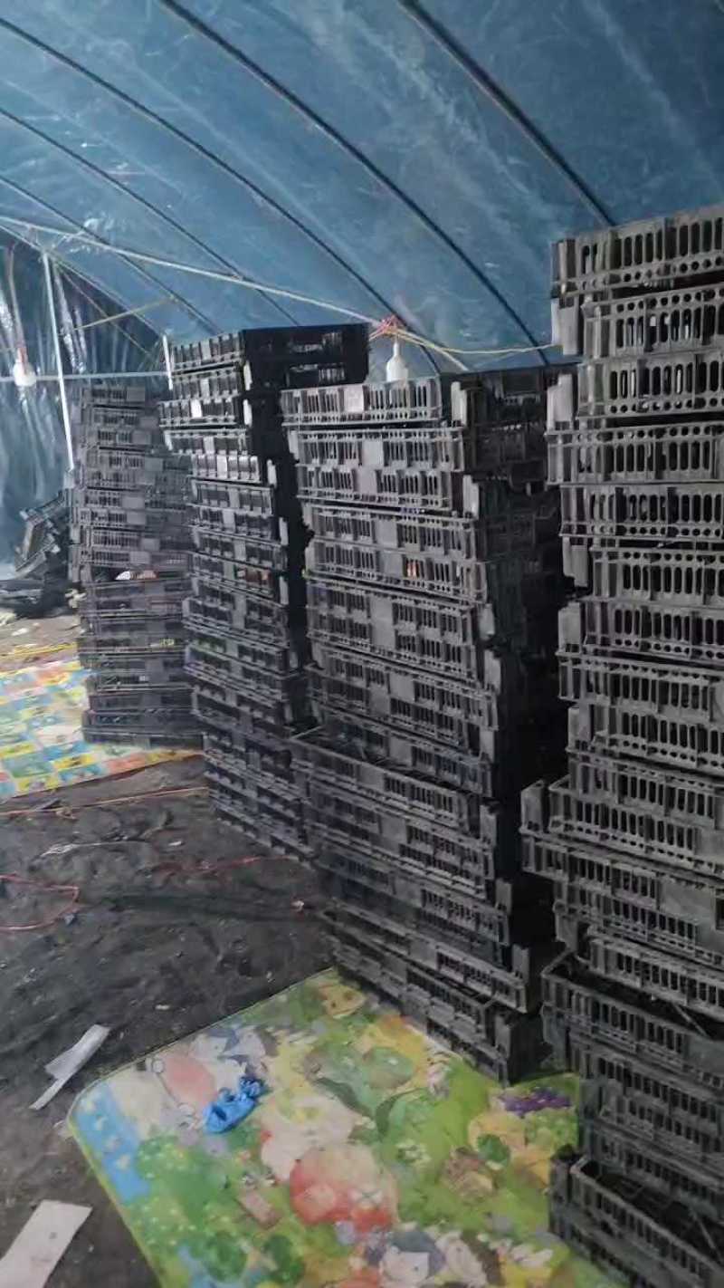 邳州妙香草莓，基地直发，货源充足保质保量欢迎随时联系看货
