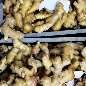 精品大姜，现货批发，价格优惠