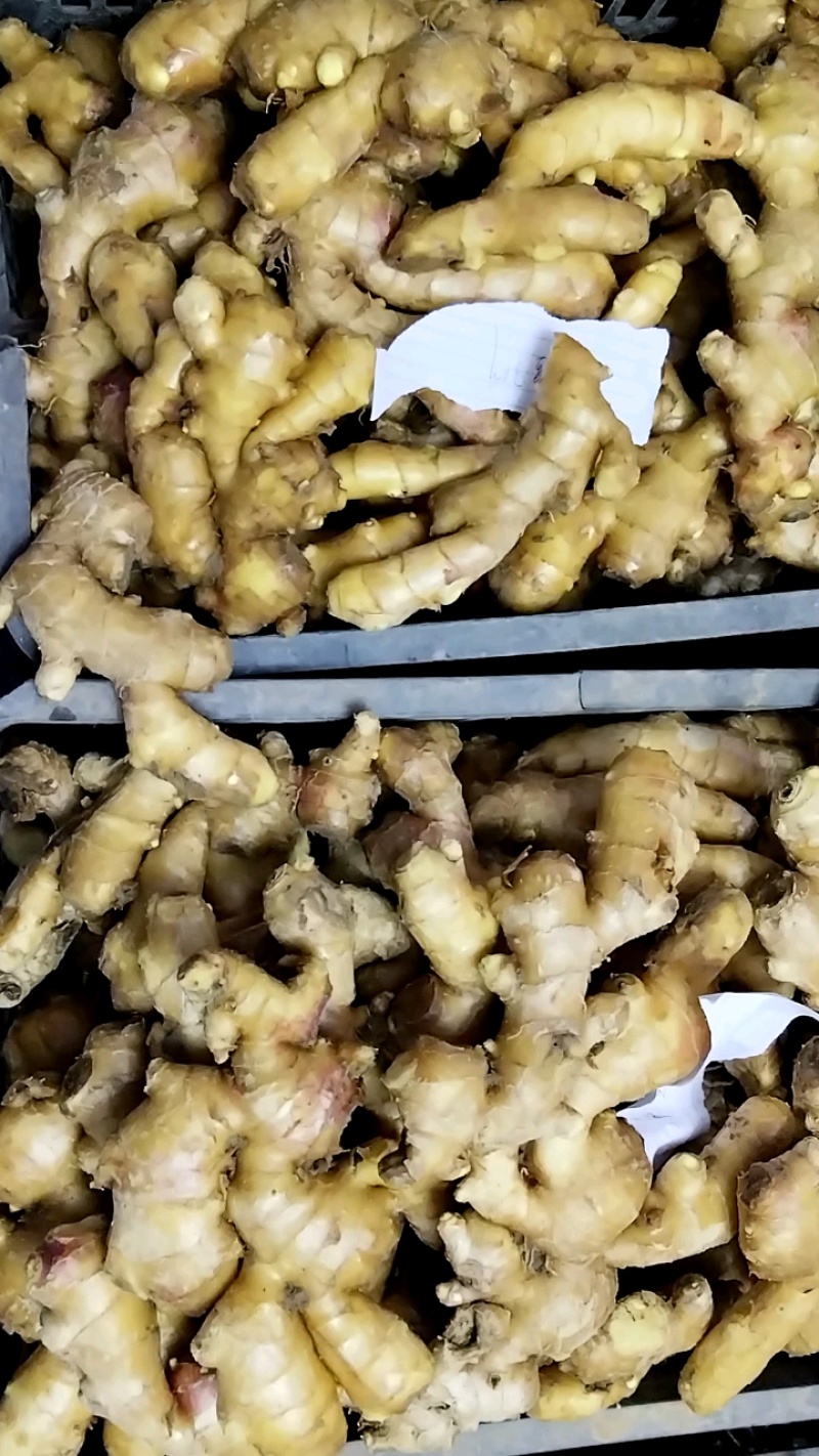 精品大姜，现货批发，价格优惠
