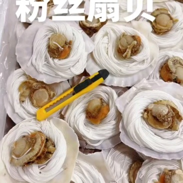 大号扇贝80个/箱，小号100个/箱，质量好！
