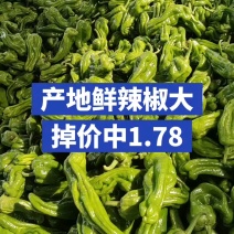 山东青椒苏椒5号大量现货，大量上市中要货提前订质量保证可