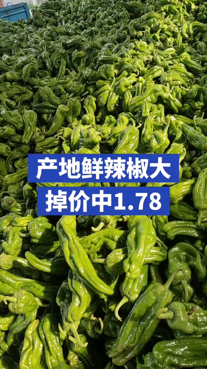 山东青椒苏椒5号大量现货，大量上市中要货提前订质量保证可