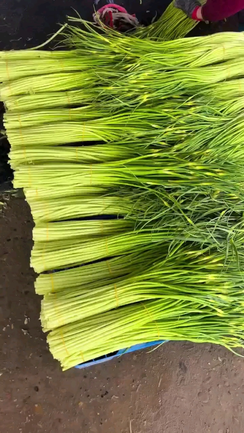 蒜苔，白帽蒜苔，红帽蒜苔大量供应，对接各档口电商平台商超