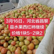 水果西红柿，美琪西红柿，产地直发大量上市欢迎来电