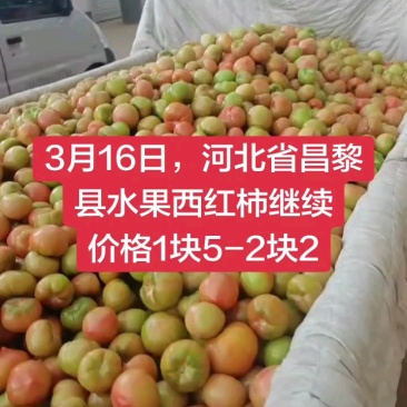 水果西红柿，美琪西红柿，产地直发大量上市欢迎来电