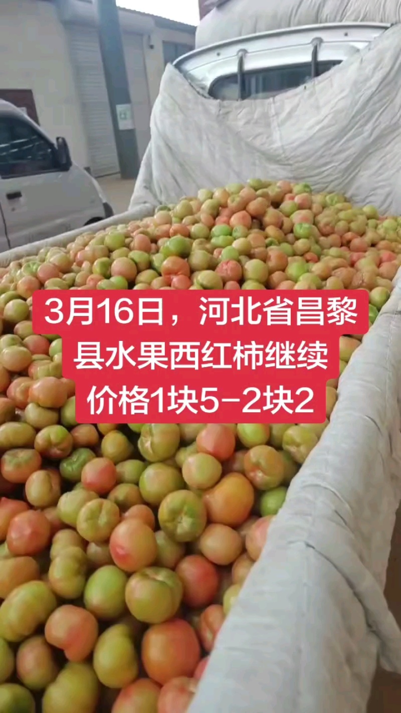 水果西红柿，美琪西红柿，产地直发大量上市欢迎来电