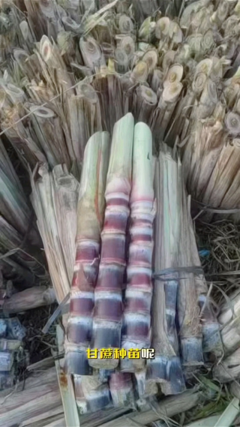 《畅销》黑皮甘蔗种苗，**品种脱毒苗
