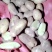 围棋有芽子，一斤半左右，货量充足。