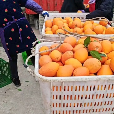 湖北秭归长红中华红产地大量上市中果园看货可分级釆摘