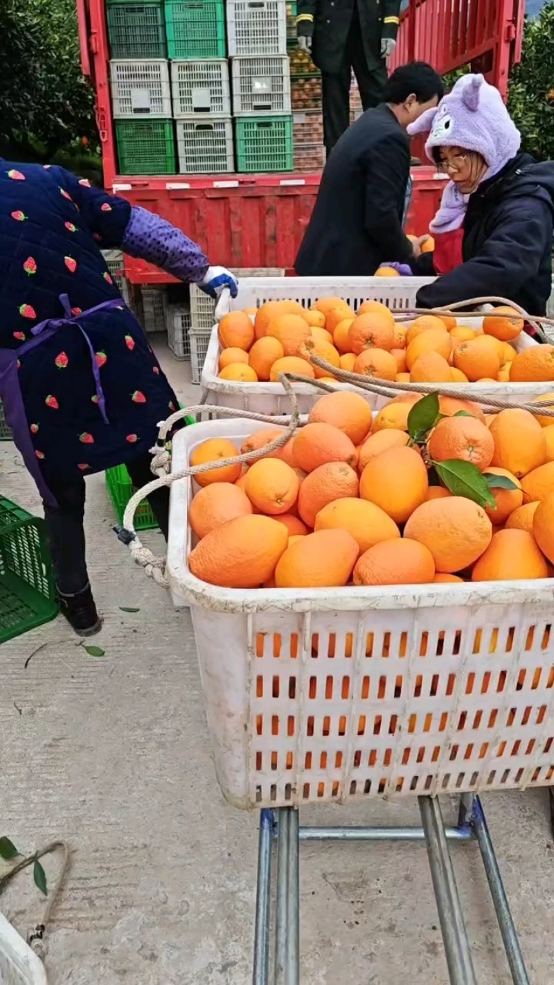 湖北秭归长红中华红产地大量上市中果园看货可分级釆摘
