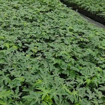 水果木瓜苗