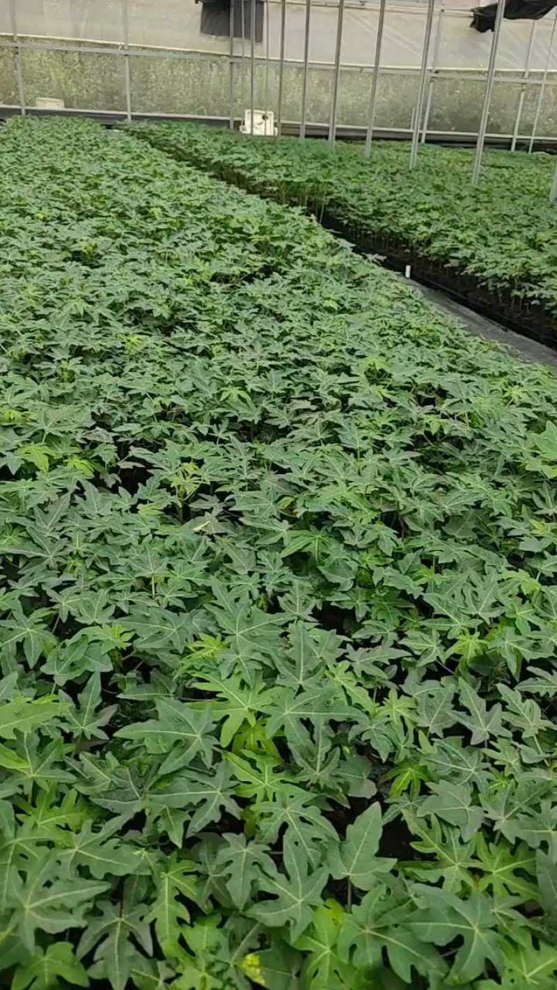 水果木瓜苗